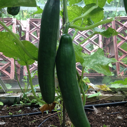 Cucumber Femspot